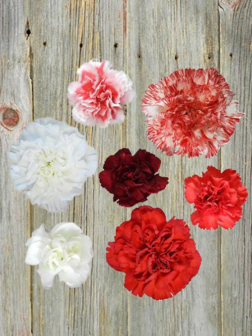 WINTER CARNATION & MINI CARNATION  ASSORTED COMBO BOX